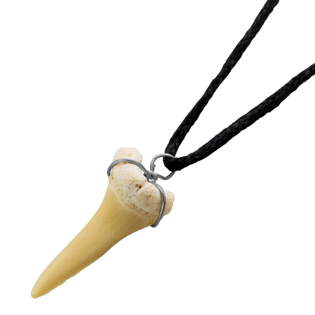 Black choker natural shark tooth 60
