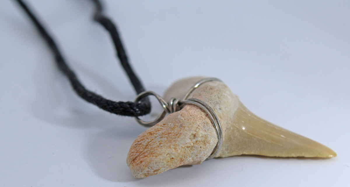 Black choker natural shark tooth pendant 60